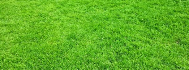 lawn