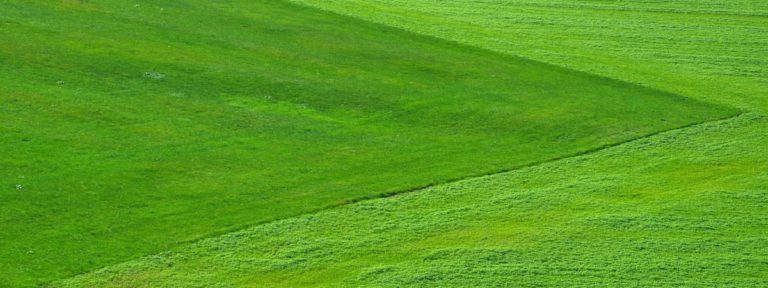 10 TIPS FOR LAWN CARE ON A BUDGET