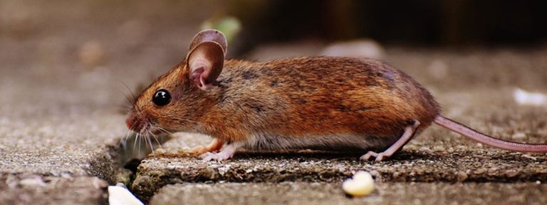 What Is the Best Way to Prevent Pest Infestation?