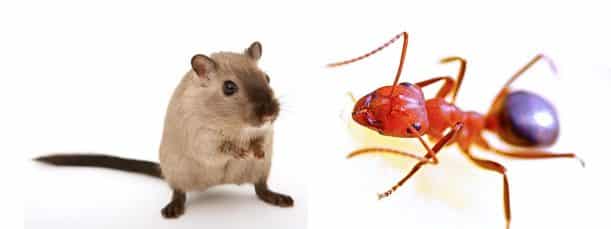 5 Best Electronic Pest Repellers